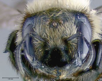Media type: image;   Entomology 610952 Aspect: head frontal view